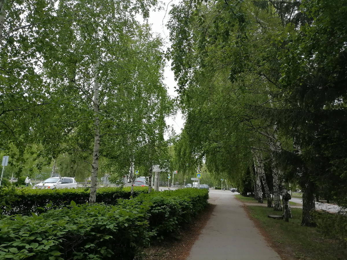 зеленые улицы все в березах