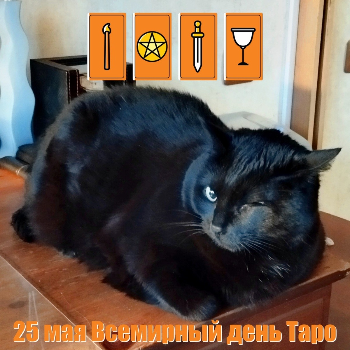 🐾 Комментарий Котейки Специалиста По Всему Такому: