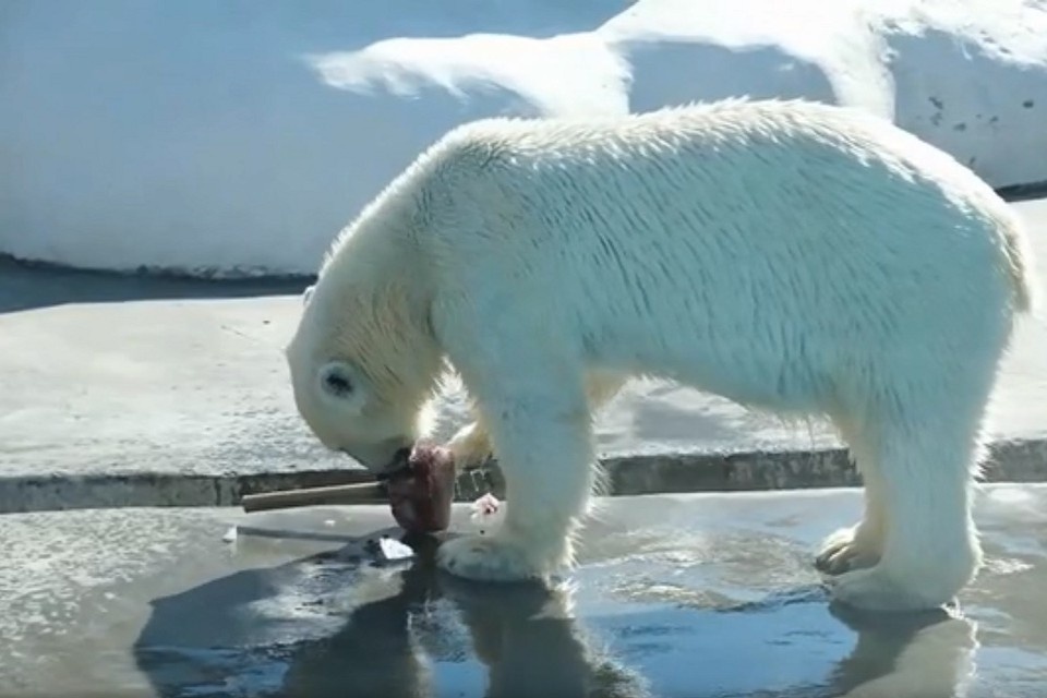    Сейчас в Ижевске стоит жаркая погода. Фото: Зоопарк Удмуртии