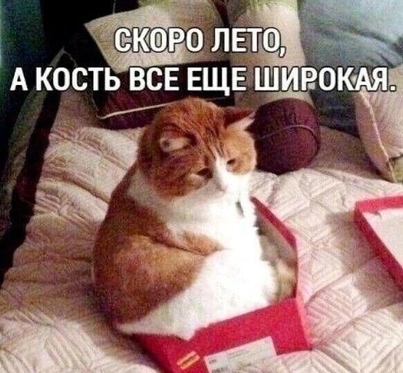 Веселая котовасия, новая подборка смешных мемов