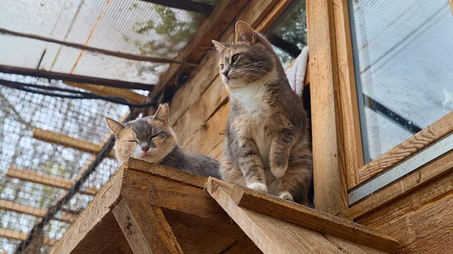    Фото: ИЗВЕСТИЯ/Полина Фиолет