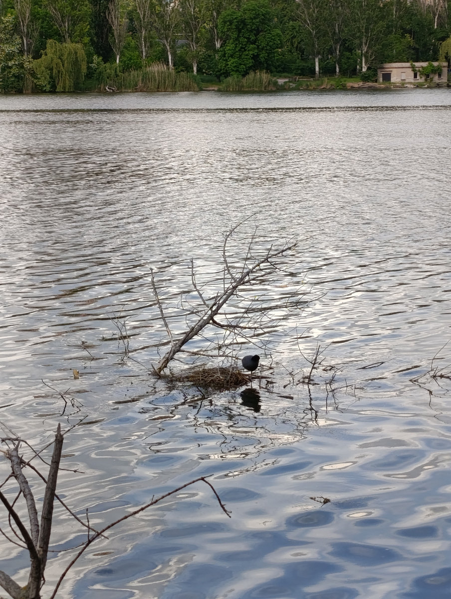 Утиное гнёздышко на воде Кальмиуса.