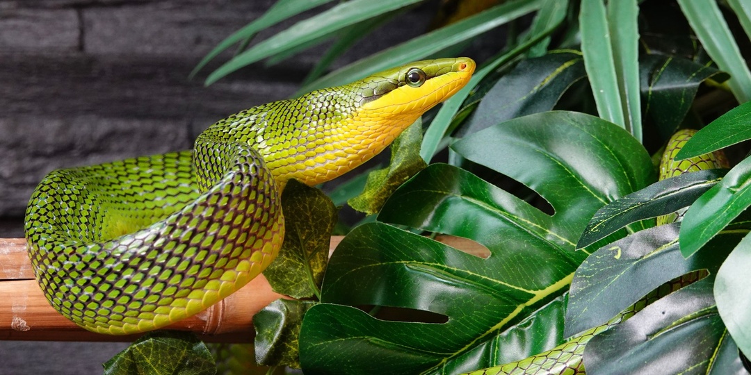 Содержание краснохвостого полоза (Gonyosoma jansenii): фото, уход и характер