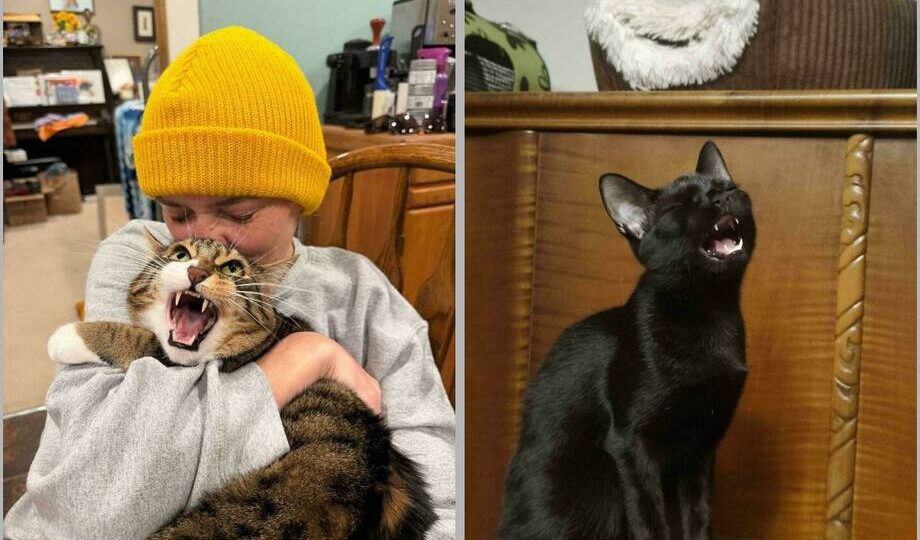 15 фото кошек, которые явно хотели что-то сказать