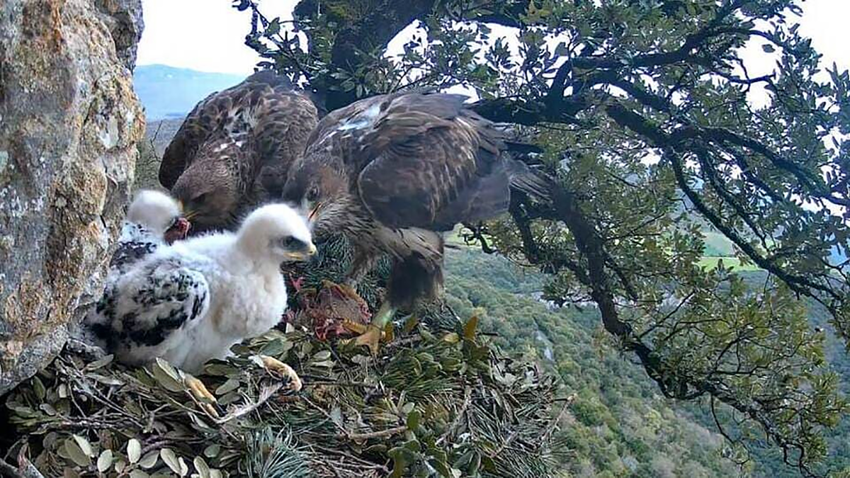 Две самки ястребиного орла (Aquila fasciata) и два птенца, которых подсадили в их гнездо орнитологи
Carmelo Fernández et al. / Journal of Raptor Research, 2026