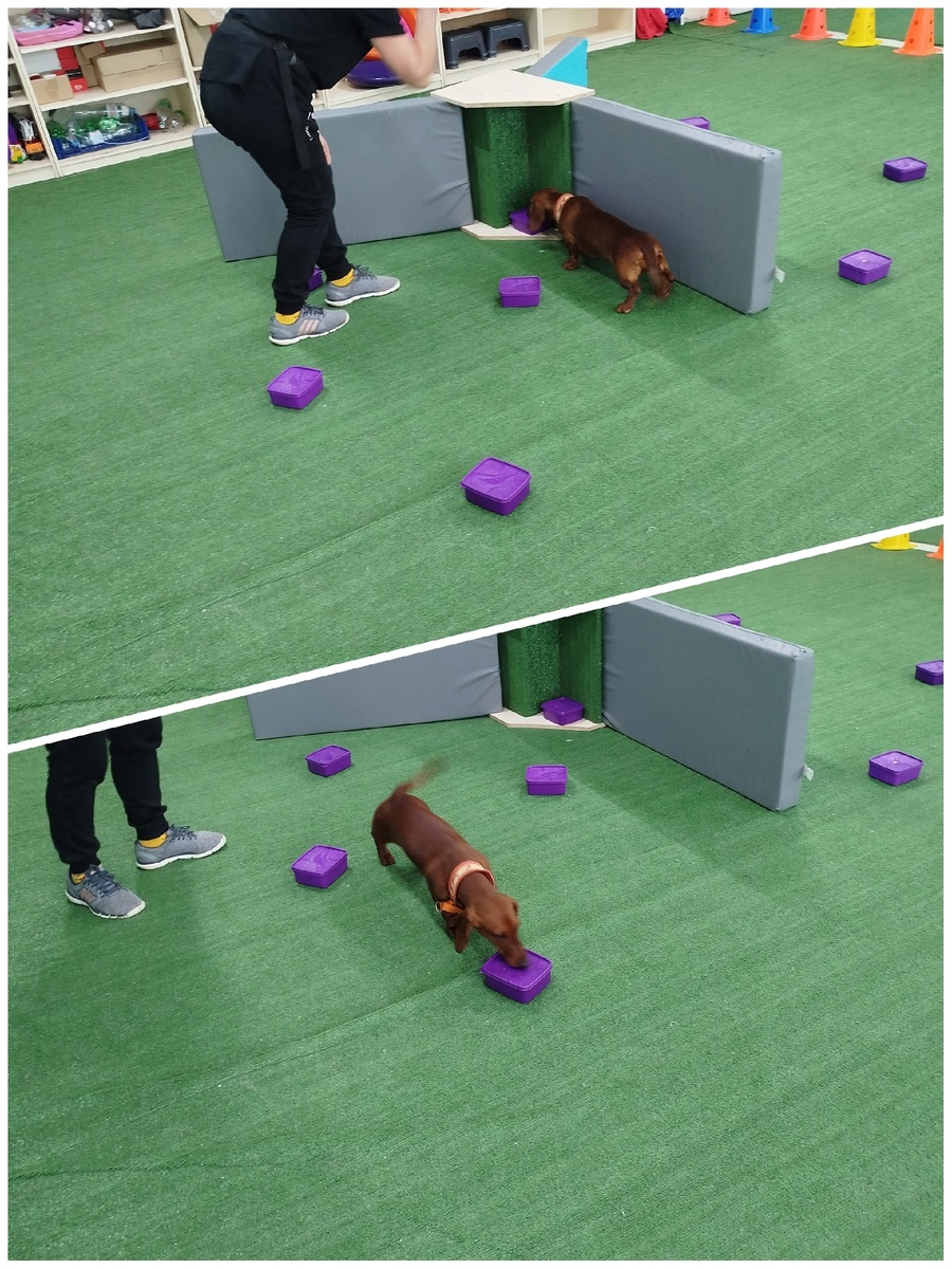 Dachshund Land Umbra Ursa - первые шаги в нойзворке