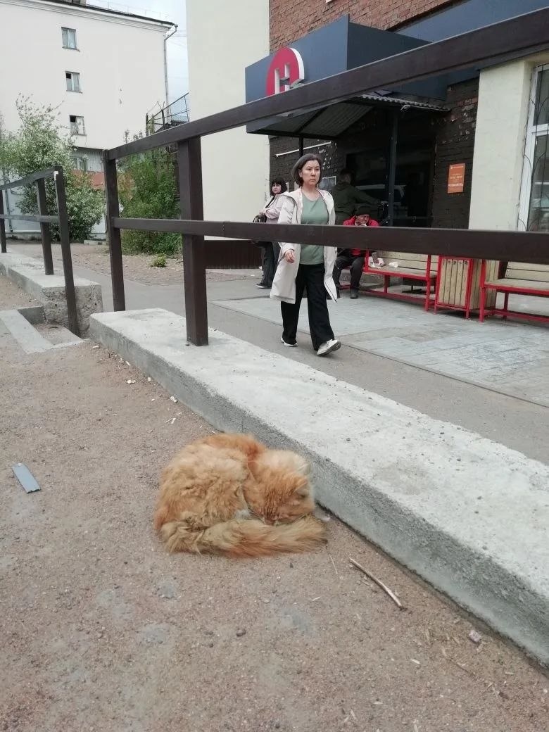 Котик которого забрали с улицы два дня назад, когда искади потика сфинкса