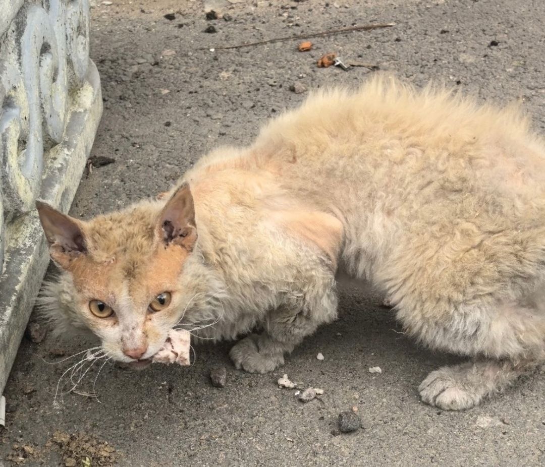 Котик породы сфинкс, найденный на улице, теперь он тоже подопечный приюта Ананда. Не уливляйтесь, что он с шерстью, сфинксы бывают и такие.