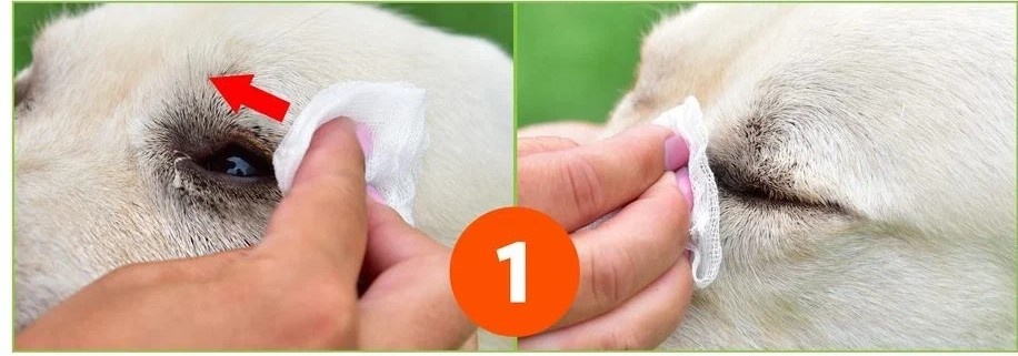 https://yandex.ru/images/search?from=tabbar&img_url=https%3A%2F%2Fcatalog-cdn.detmir.st%2Fmedia%2FWLquwWFSAndFW94ZLFeeEt1zCIfKZoOyBZZ1_PciMkY%3D.jpeg&lr=10740&pos=0&rpt=simage&text=%D1%81%D1%85%D0%B5%D0%BC%D0%B0%20%D1%87%D0%B8%D1%81%D1%82%D0%BA%D0%B8%20%D0%B3%D0%BB%D0%B0%D0%B7%20%D1%83%20%D0%BA%D0%BE%D1%88%D0%BA%D0%B8
