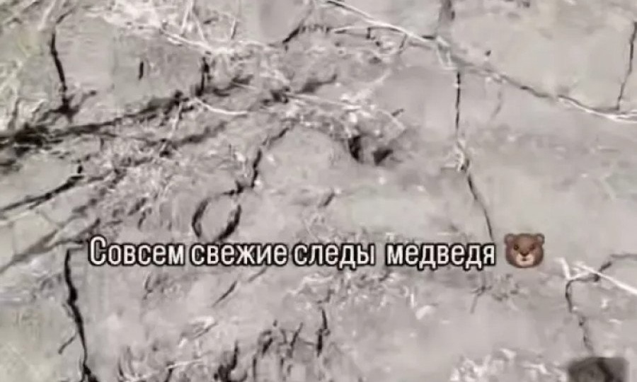 Медведи у нас в Алтайском крае ходят пешком