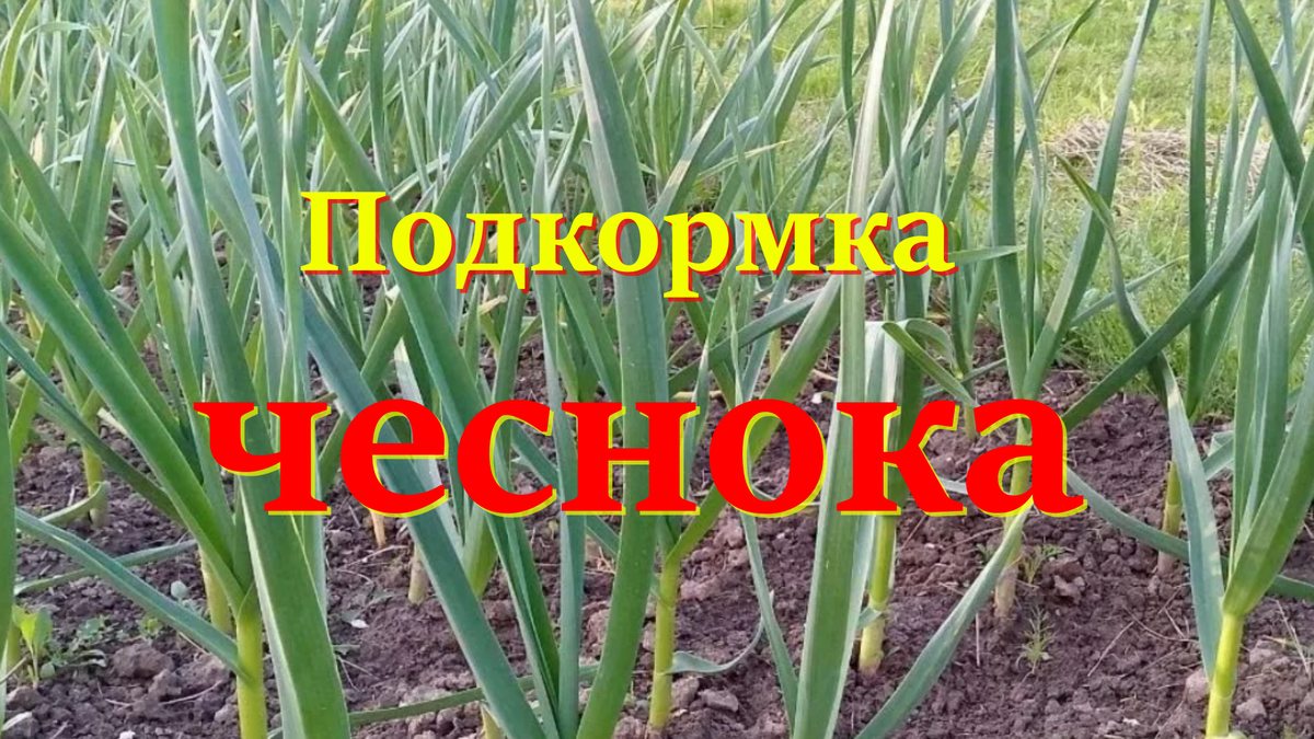 чеснок