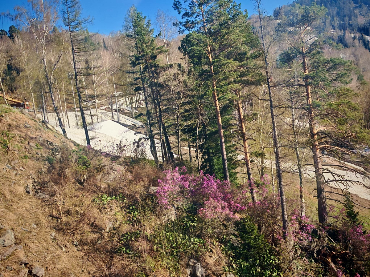 Особенно, когда тут цвете маральник