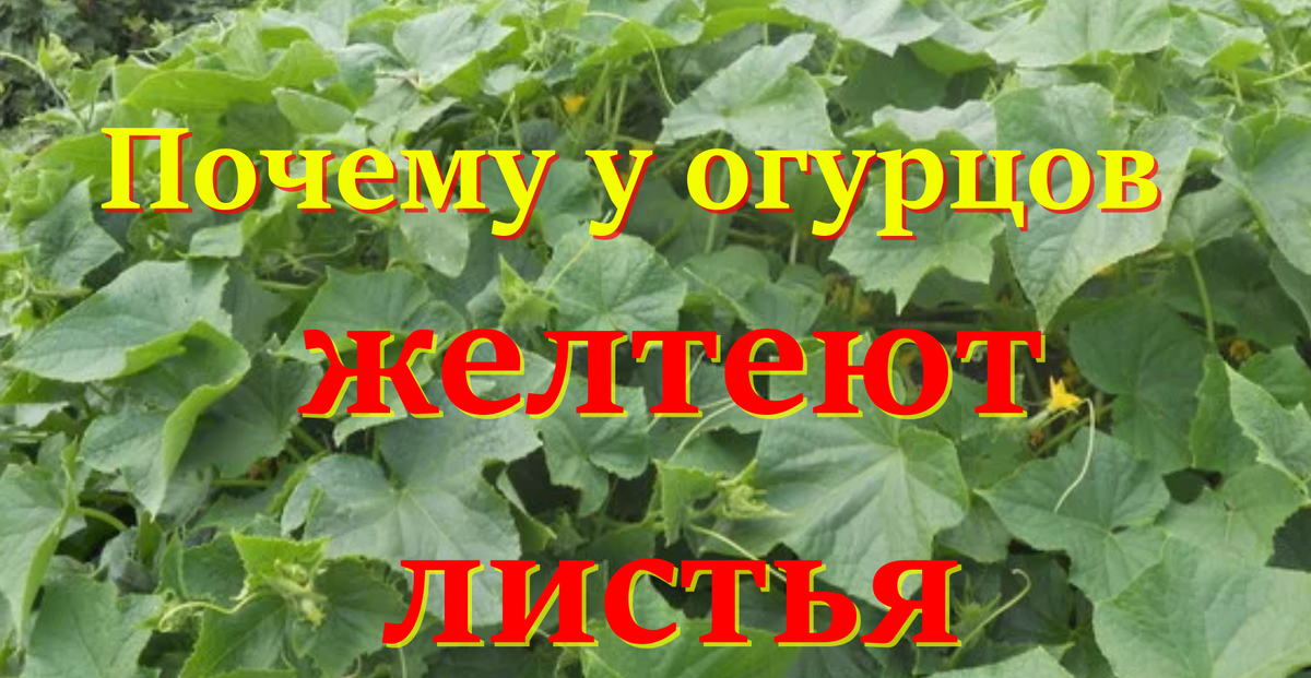 Почему желтеют листья у огурцов