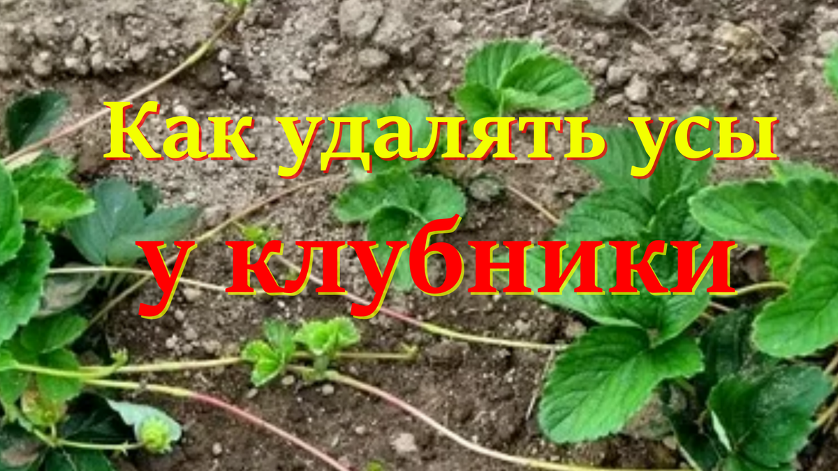 клубника