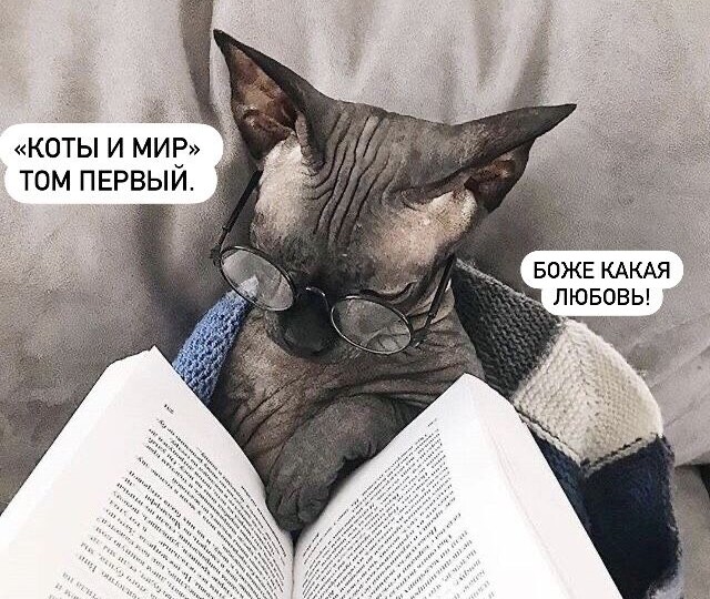 Прикольные сфинксы, новая подборка мемов с котиками