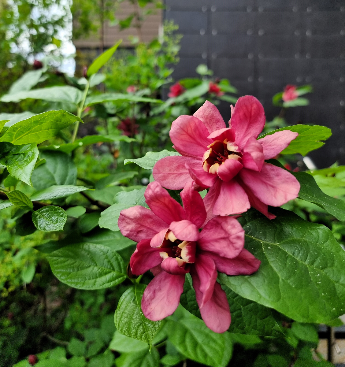 Calycanthus raulstonii 'Hartlage Wine'.