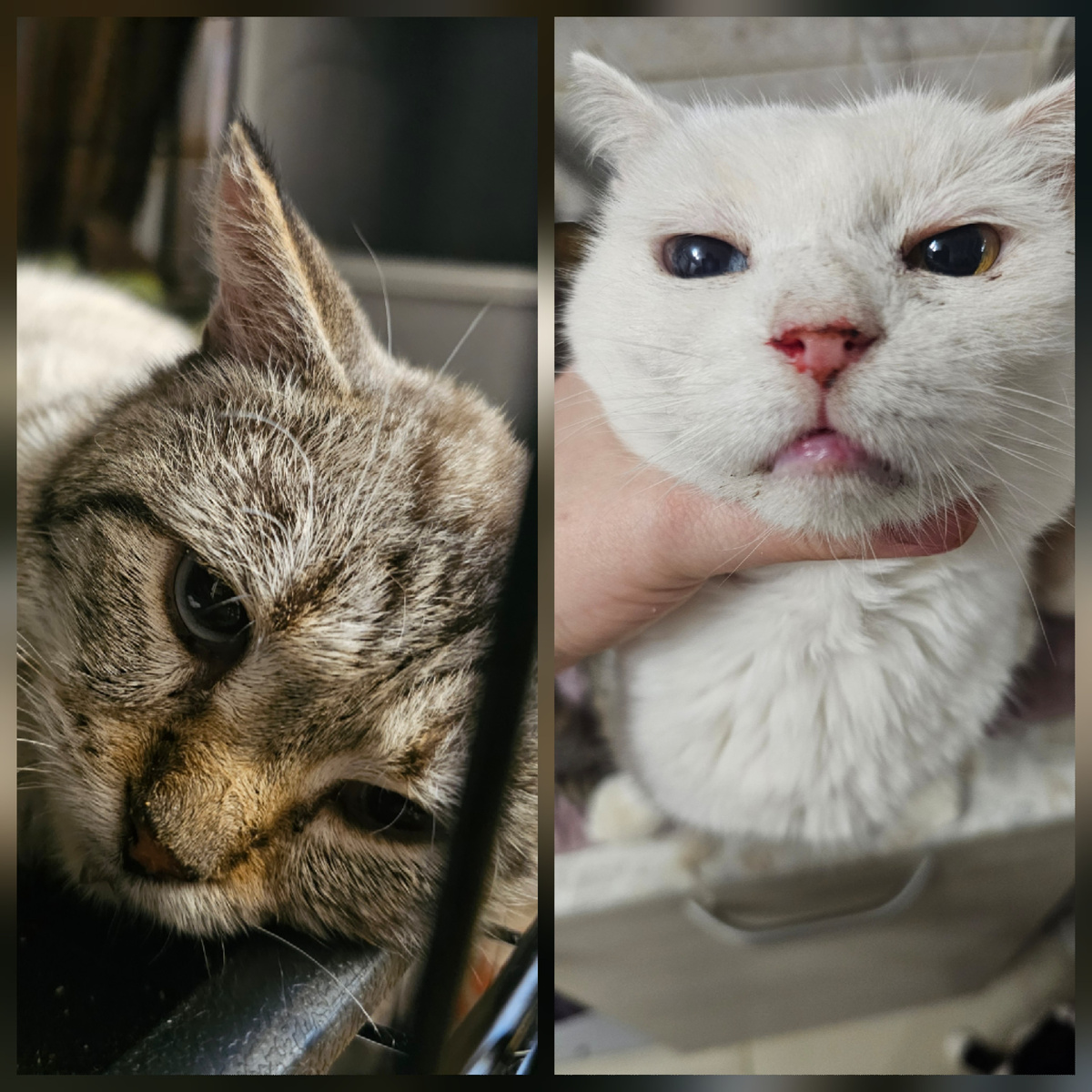 Фото автора. КотЬ и Мих Михач, им нужен врач.