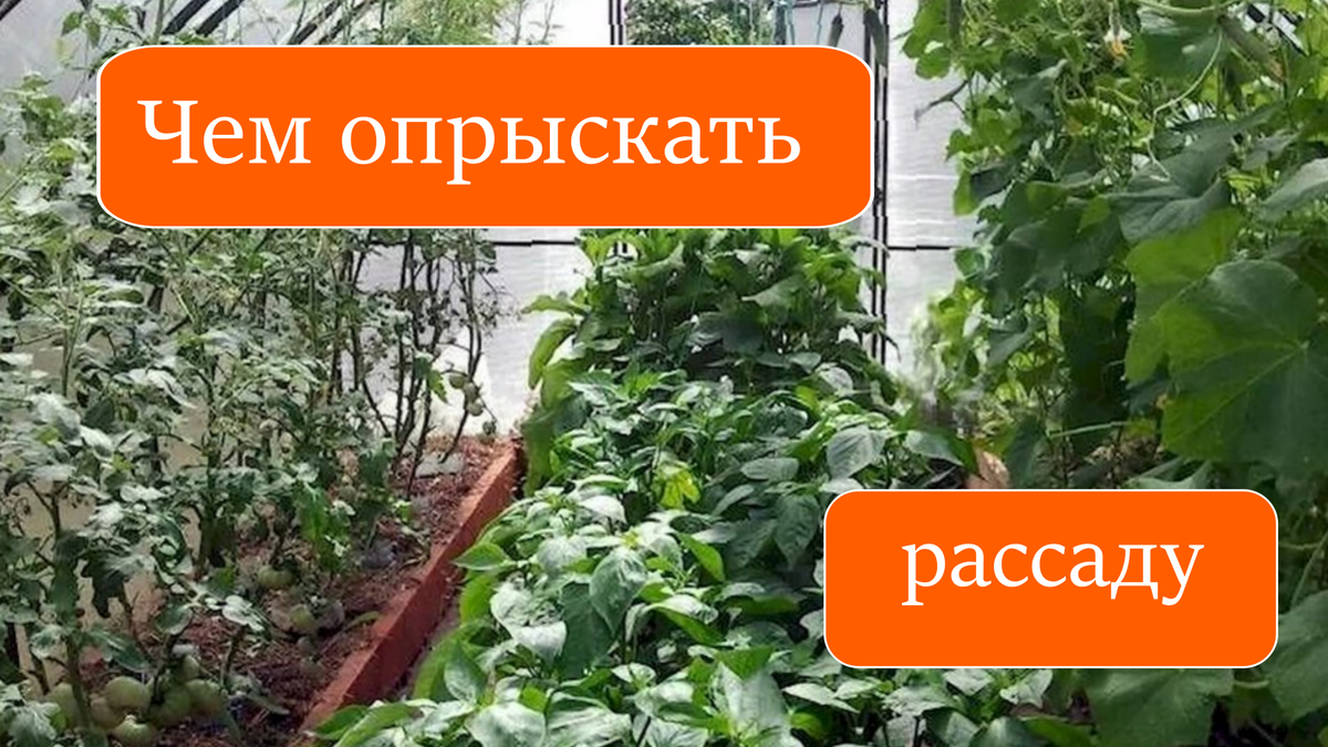 Чем опрыскать рассаду перед заморозками