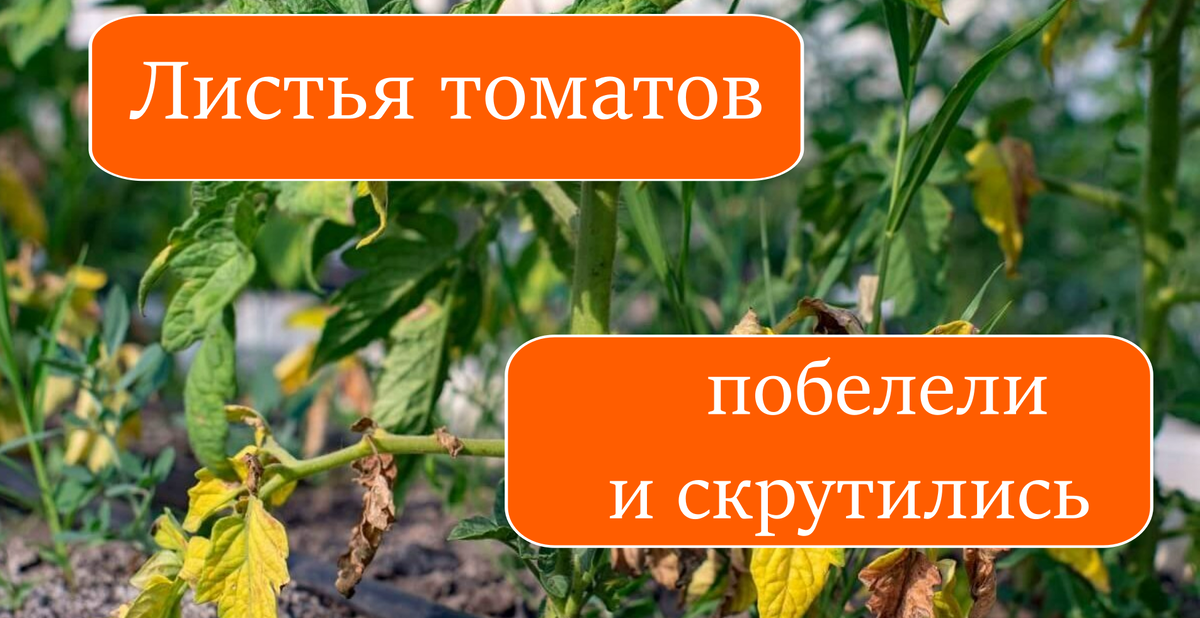 Листья томатов побелели и скрутились после высадки