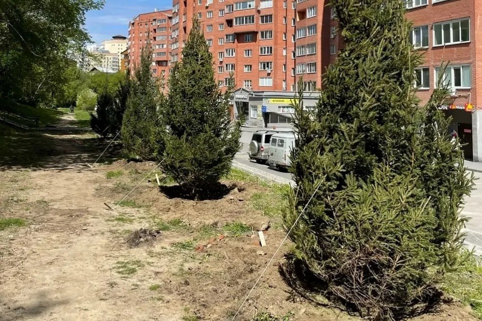    Ели, сосны, кедры и рябины появились в Октябрьском районе. Фото: мэрия Новосибирска