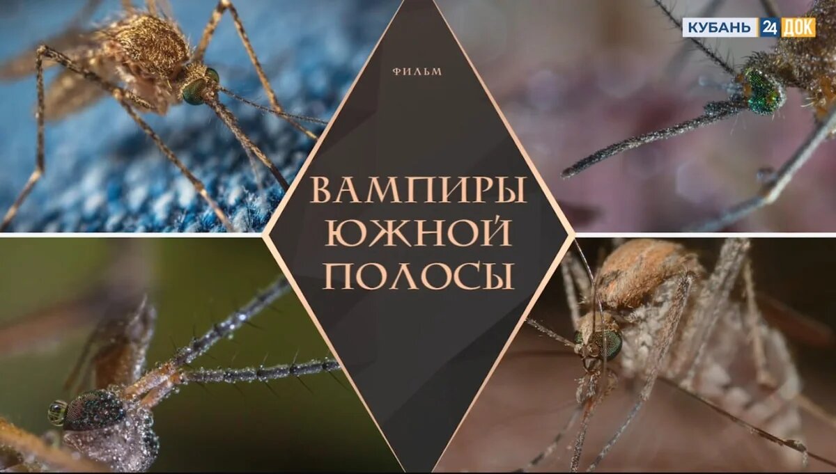    Фото «Кубань 24»