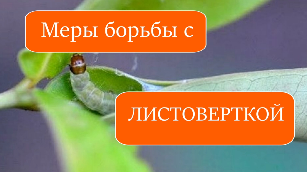 листовертка