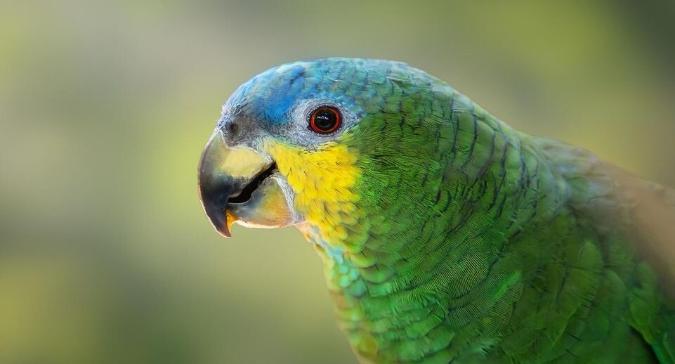    istockphoto.com/diegograndi