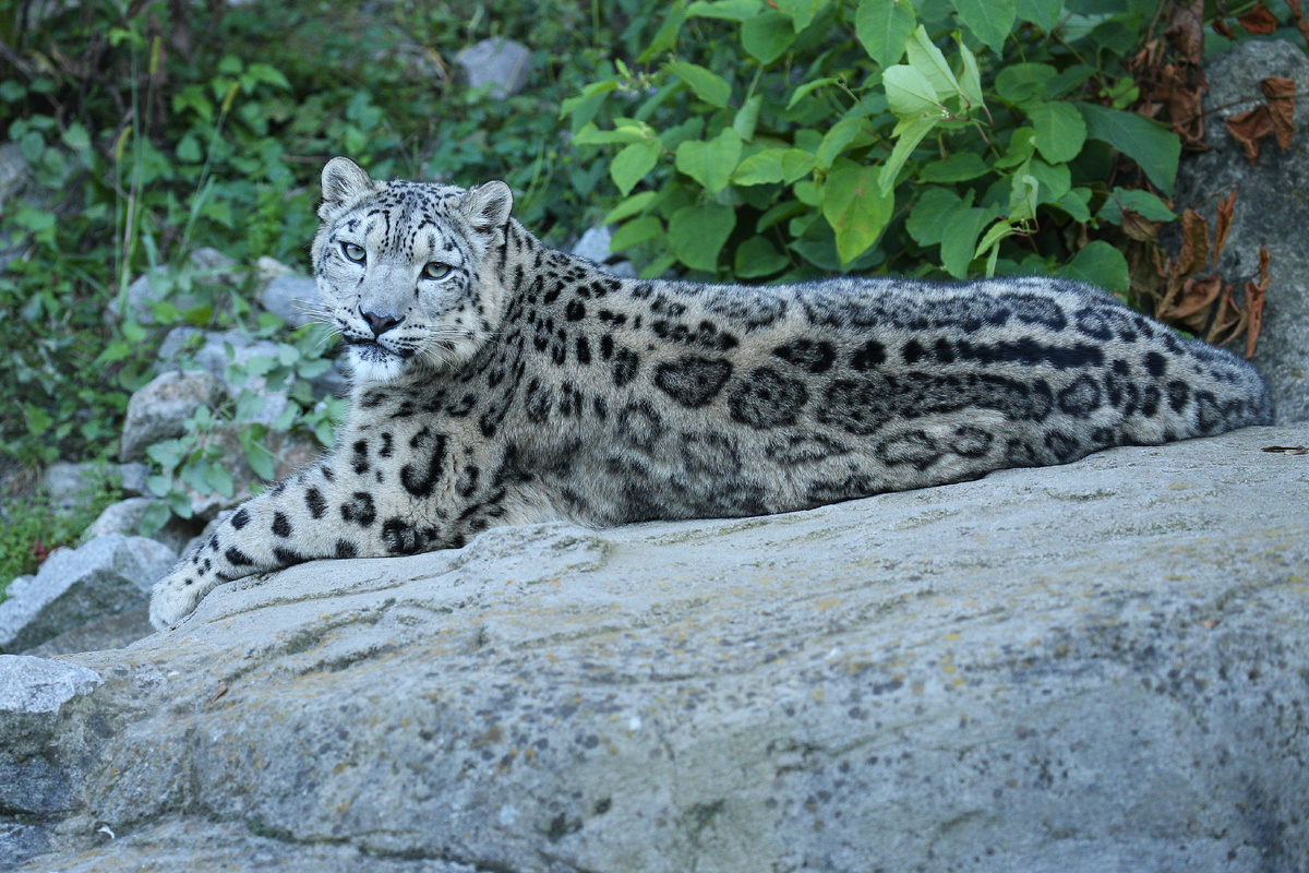<a href="https://www.magnific.com/free-photo/snow-leopard-portrait-amazing-light_17897332.htm">Image by vladimircech on Magnific</a>