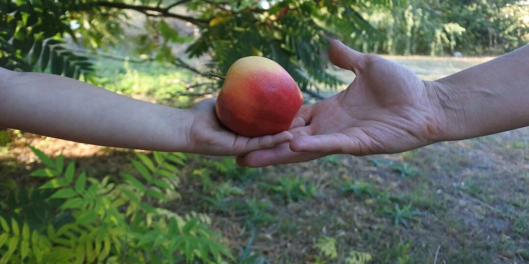 Какие еще яблоки бывают?