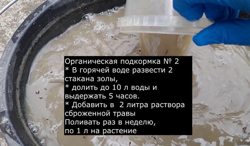 Первая подкормка перца: Чем подкормить перец после высадки в теплицу и в открытый грунт. Фото автора