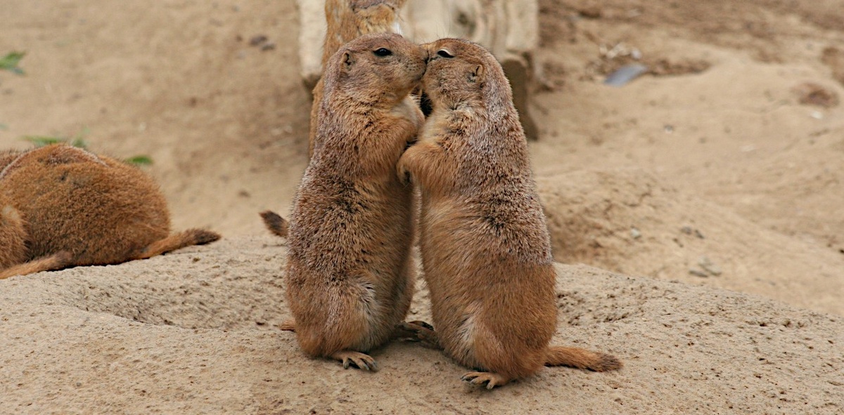Чернохвостые луговые собачки (Cynomys ludovicianus)
