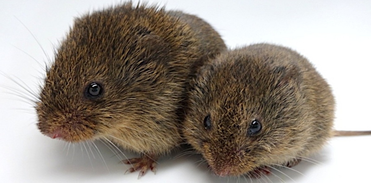 Прерийные полевки (Microtus ochrogaster). Эти небольшие североамериканские грызуны – один из немногих видов млекопитающих, образующих моногамные пары на всю жизнь. © CC BY-SA 4.0/Nastacia Goodwin