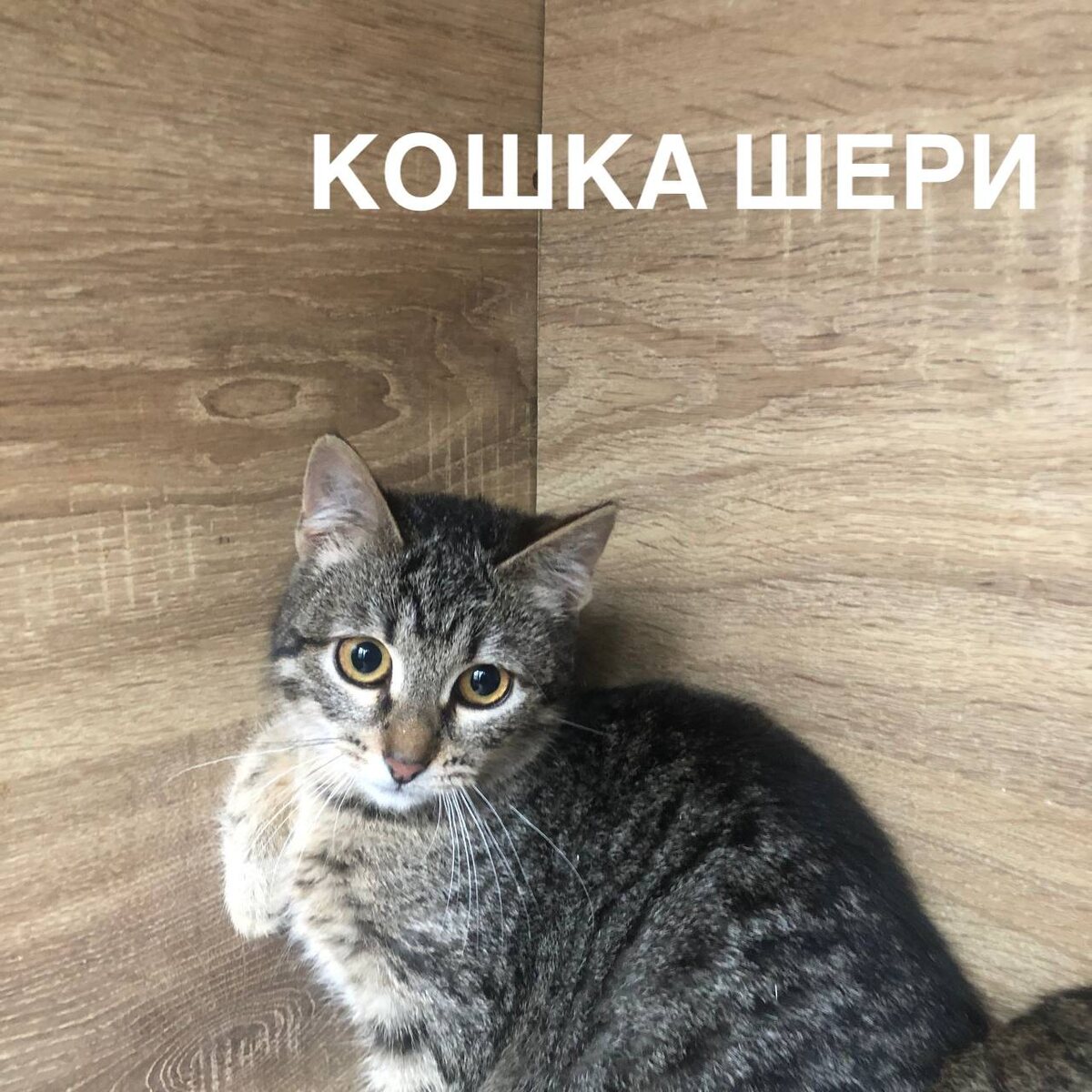 Котоклопик в отлове