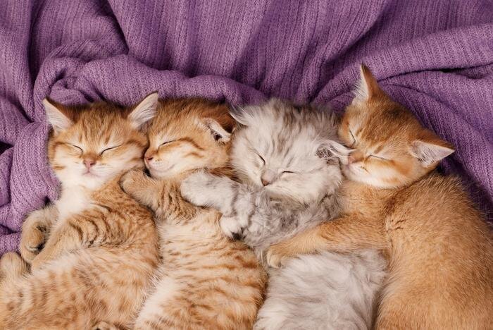 Обложка © Shutterstock / FOTODOM / Tetiana Yablokova