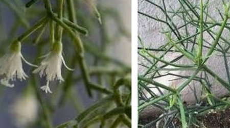 молочай дома