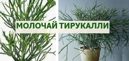 Молочай тирукалли, выращивание в домашних условиях