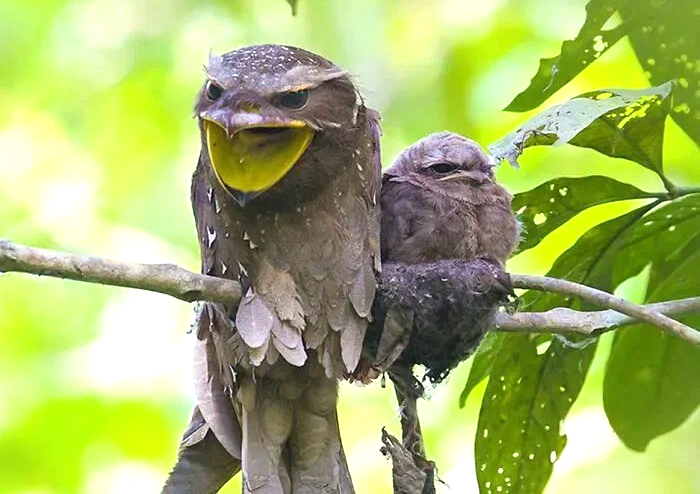 Лягушкороты