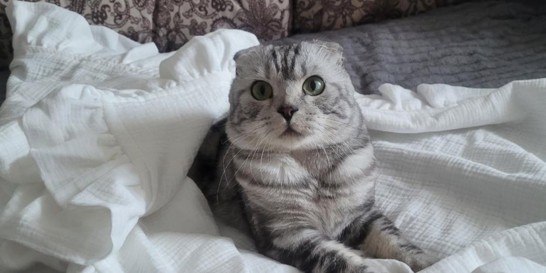 Почему кошки дерут мебель