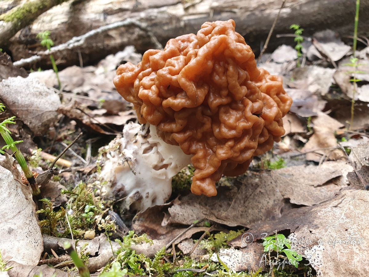 Строчок гигантский (Gyromitra gigas). Фото автора 11.05.2026. Такую длинную ножку редко можно встретить.