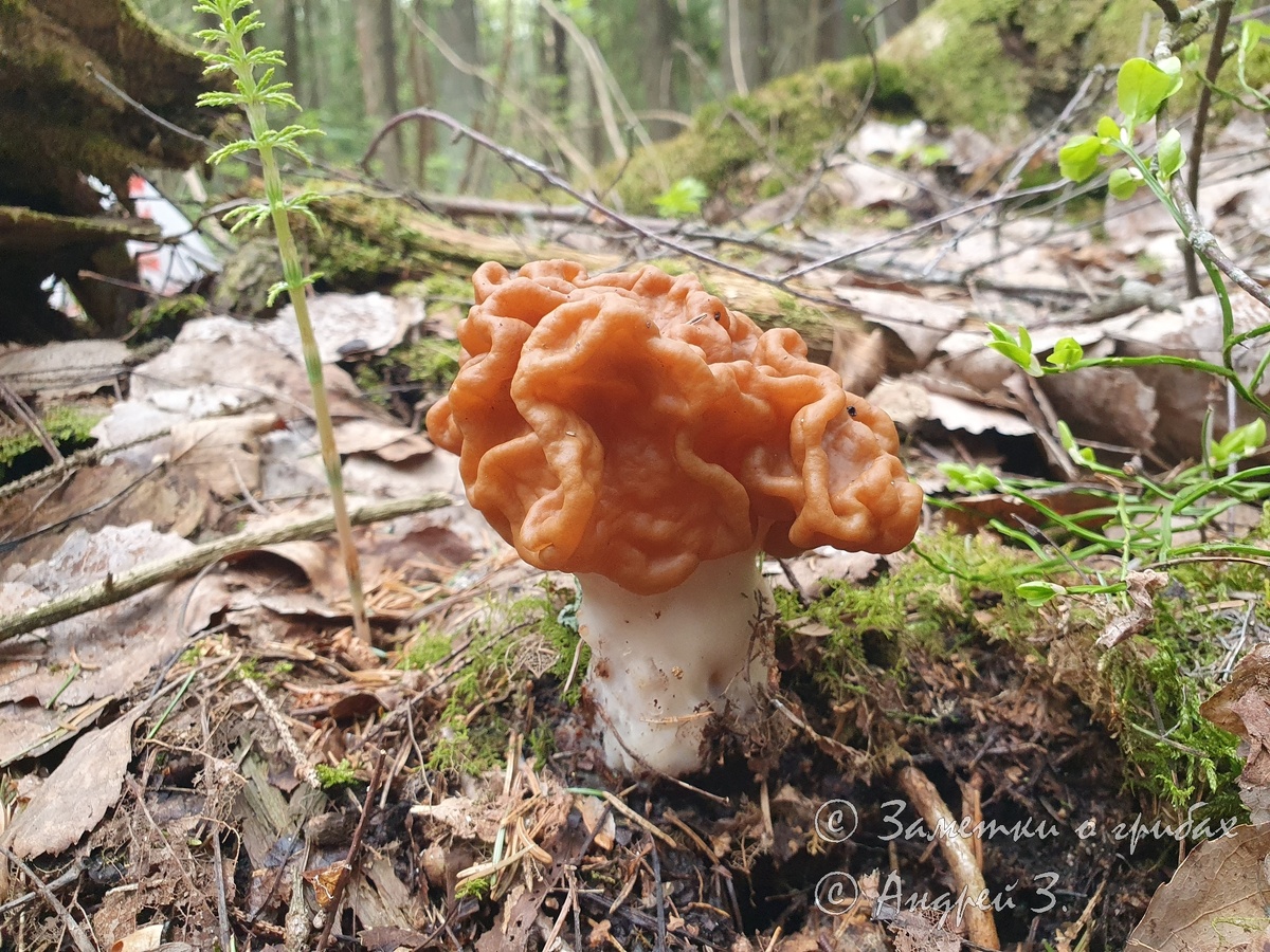Строчок гигантский (Gyromitra gigas). Фото автора 11.05.2026. А такая длинная ножка ещё большая редкость.