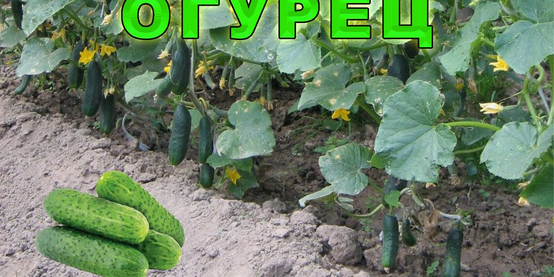 Огурец! Правила посадки и ухода. Тропический гость.