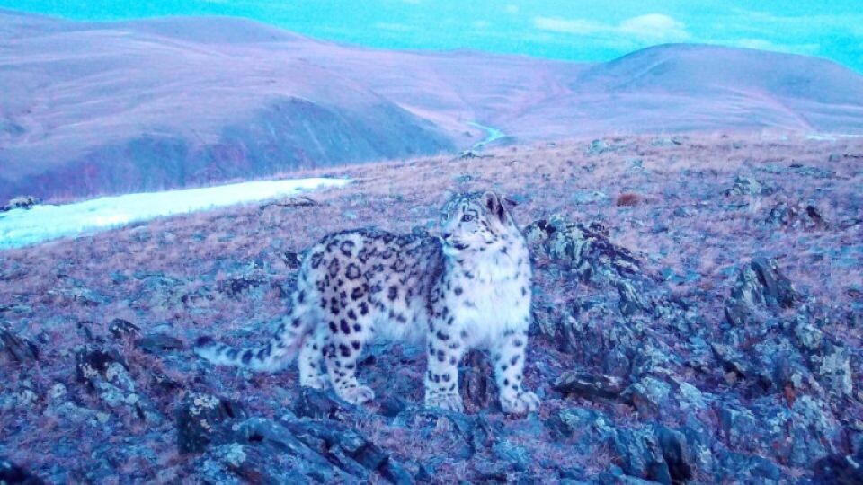    "Розовый" снежный барс попал в фотоловушку на Алтае. Источник: пресс-служба Сайлюгемского нацпарка