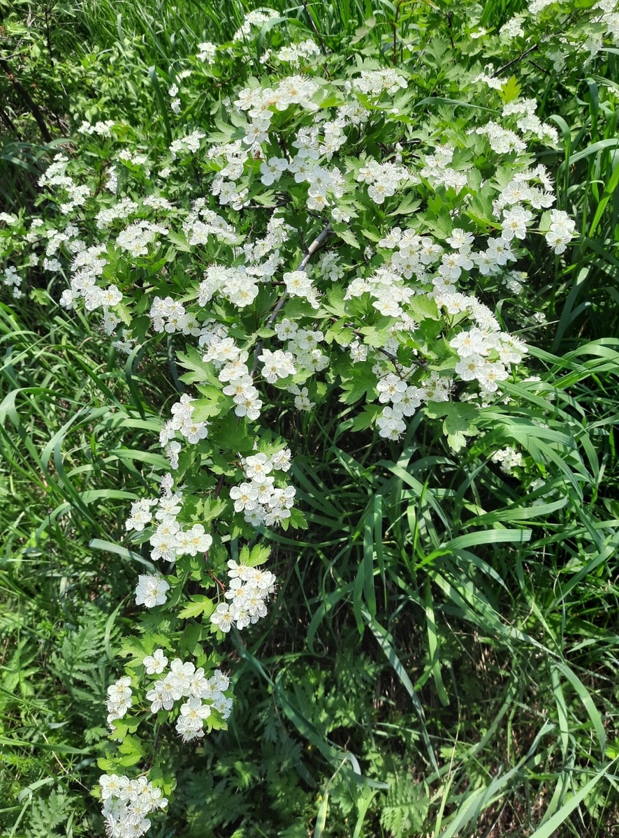 Маленький боярышник. Фото автора 