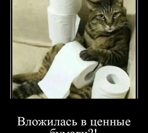 Кото- мемы,порция позитива