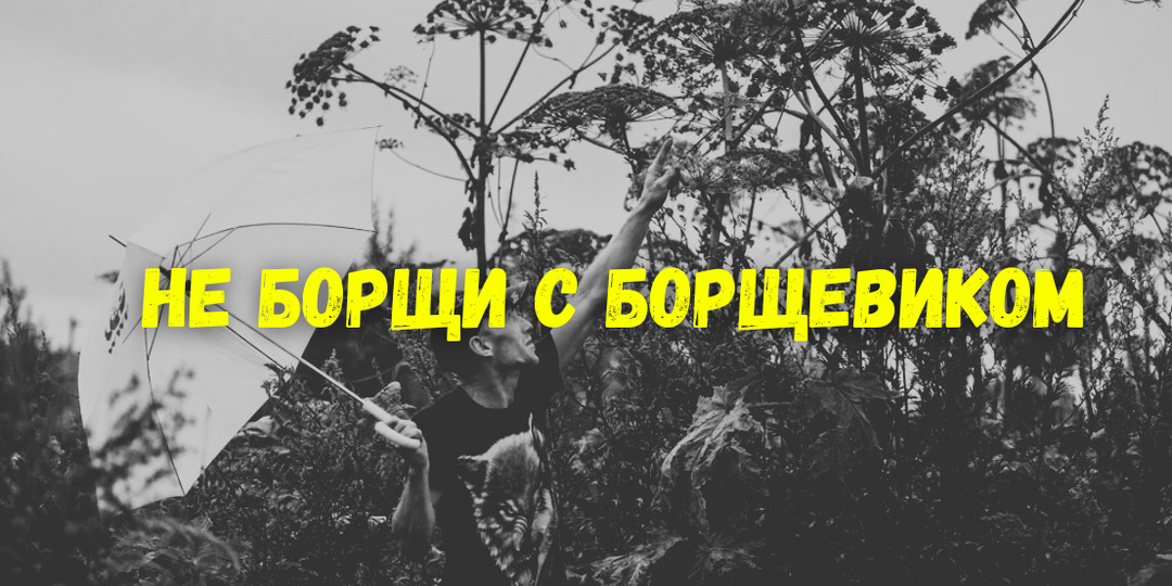 Борщевик на участке с 2026 года: штраф 50 000 и реальная угроза изъятия
