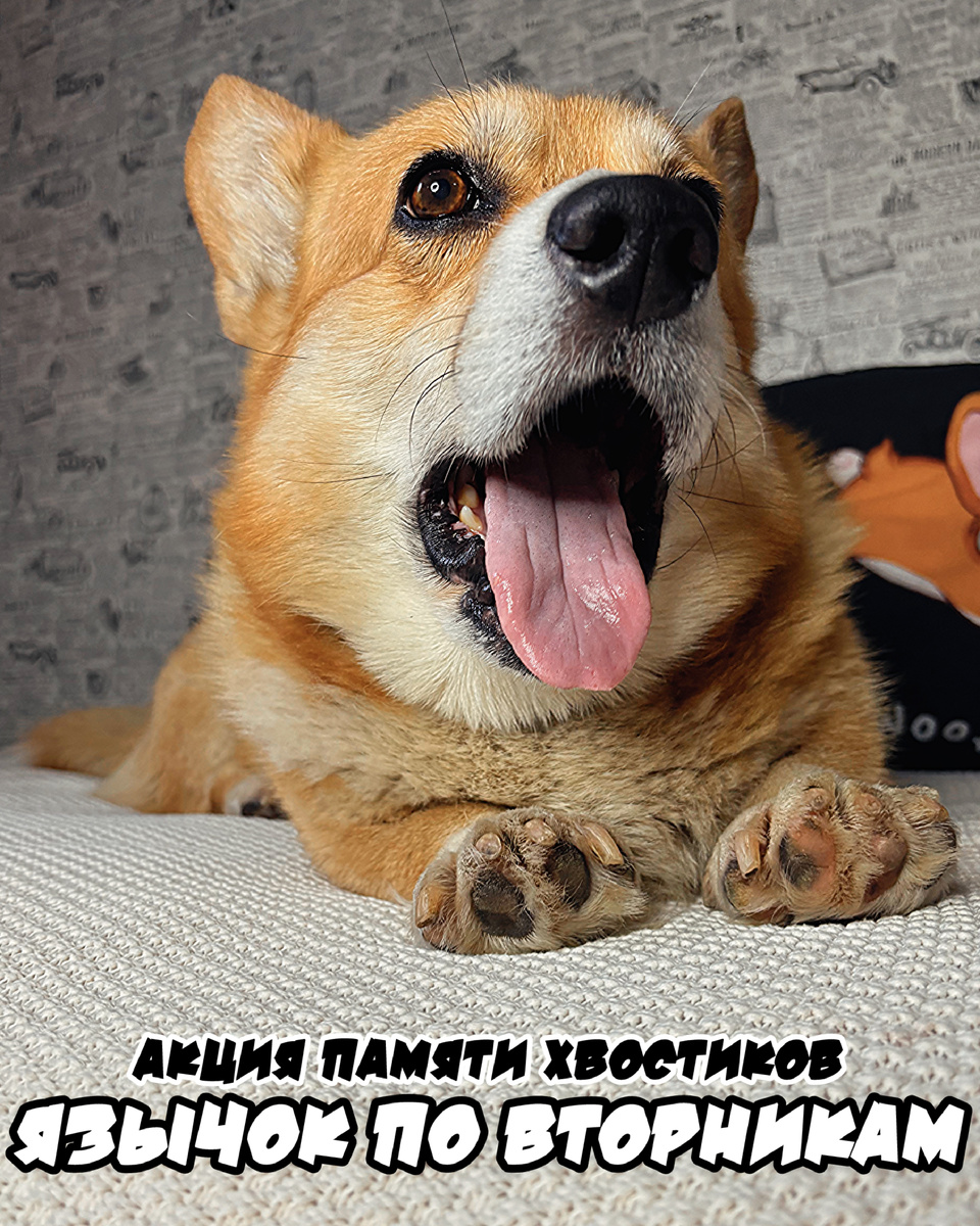 Язычок от корги Бильбр