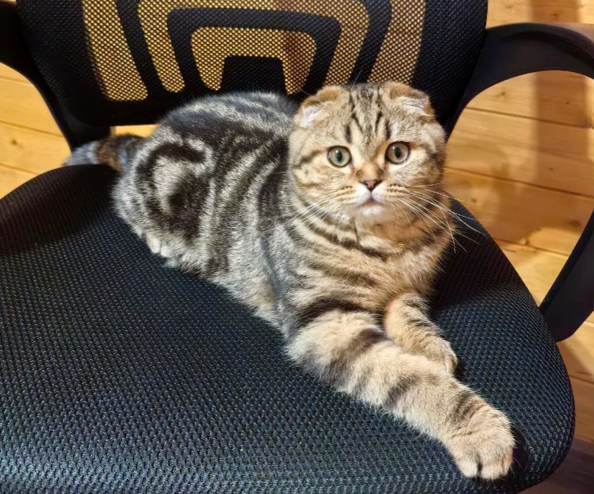 Котик скоттиш фолд Loco Real cats, окрас чёрный мраморный браун