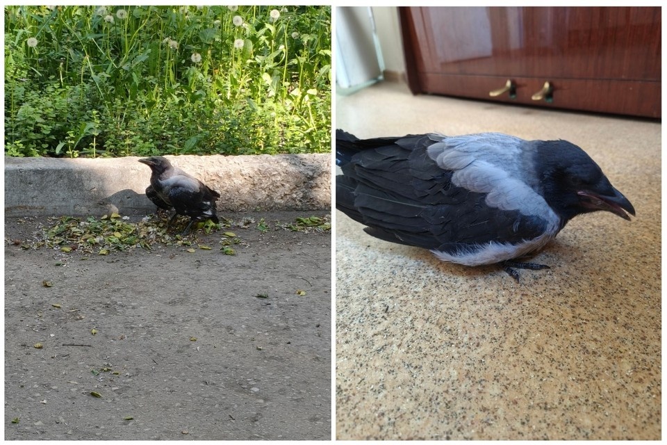    Молодые вороны пока не боятся людей. Фото: предоставлено "Комсомолке".