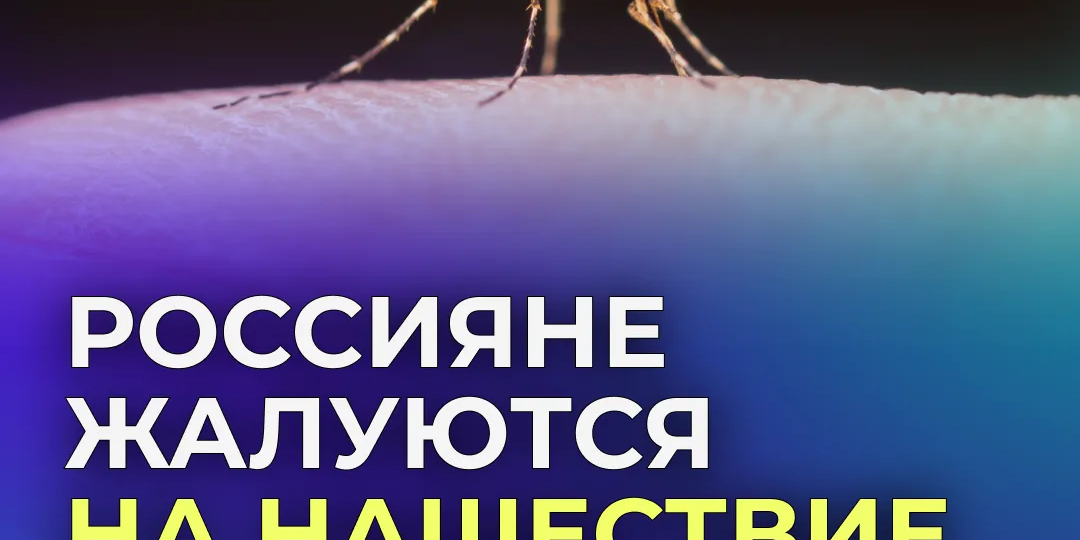 Нашествие комаров в российских регионах: причины и перспективы