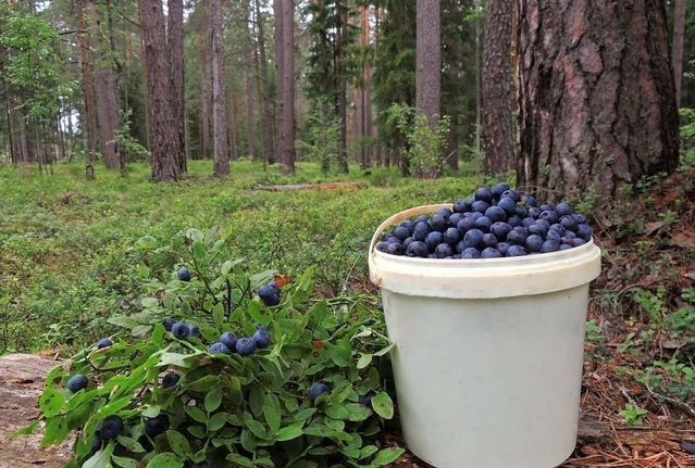 ЧЕРНИЧНОЕ ЛЕТО
